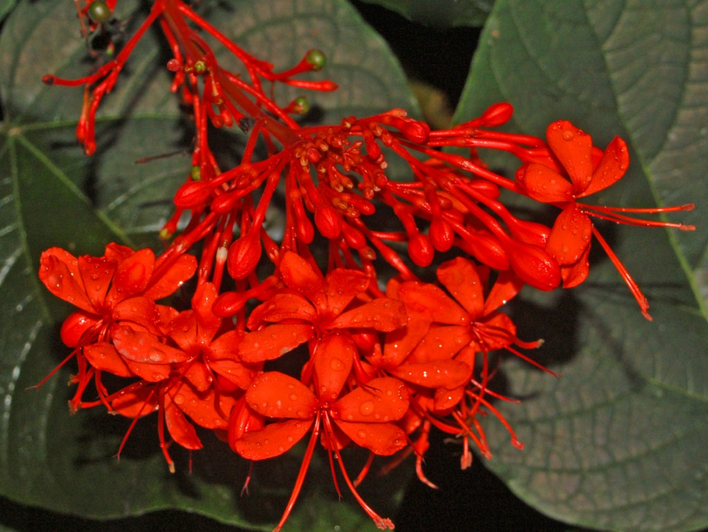 Fiori rossi  ... n. 3 - Clerodendrum speciosissimum